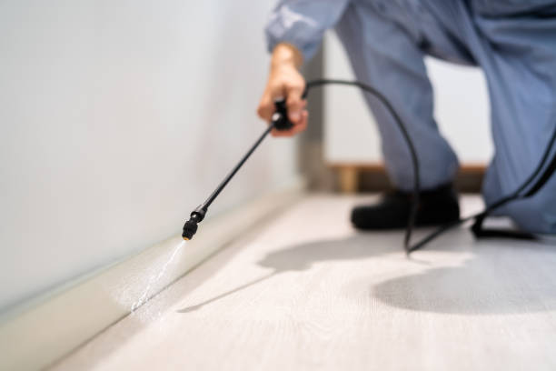 Licensed Ant Control service in Jasmine Estates, FL - Show Me Pest Control